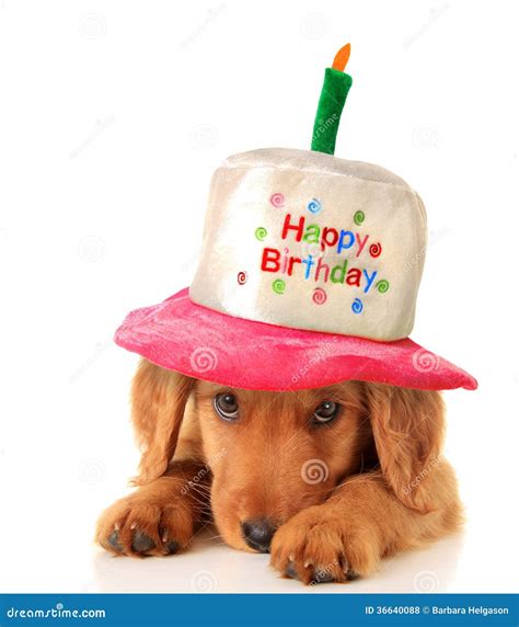 Happy Birthday Puppy Stock Photo Image Of Costume Retriever 36640088