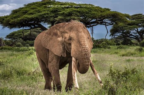 Elephants All Species Wiki Fandom
