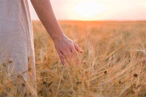 La Mano De Una Mujer Toca Cuidadosamente Las Orejas De Centeno Maduras