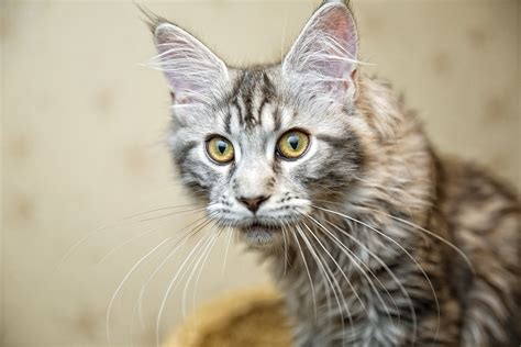 Evgeniy Apin Cats Maine Coon Glance Whiskers Rare Gallery