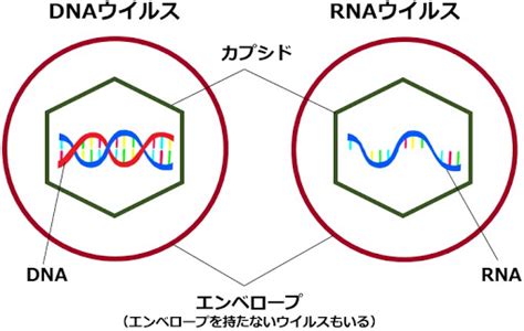 ウイルスの構造 高橋医院