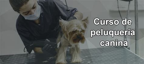 Mejor Curso de Peluquería Canina Online