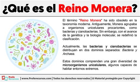Qué Es El Reino Monera