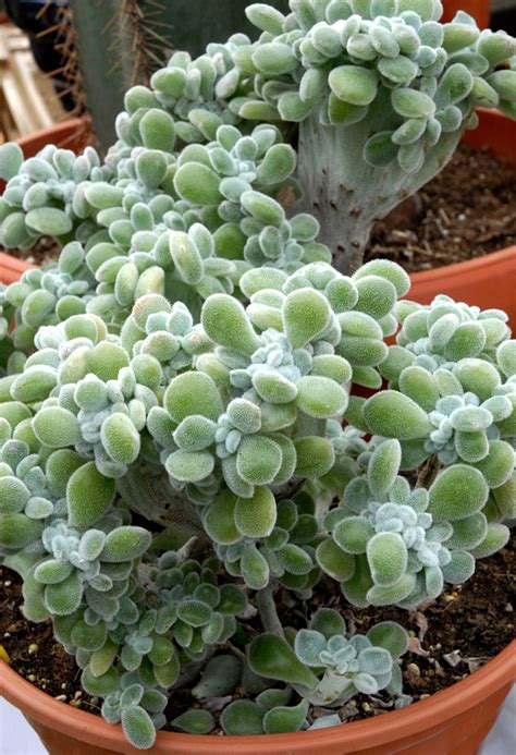Echeveria : planter et cultiver – Ooreka