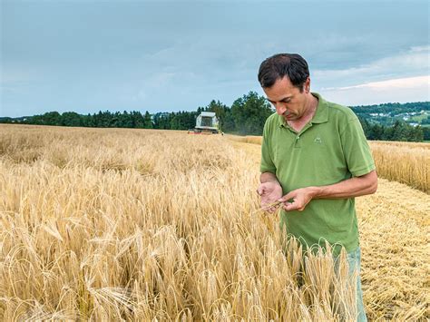 Hybridgerste Aktuelle News Und Informationen Agrarheute