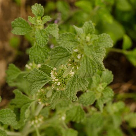 Semences De Marrube Blanc Le Jardin Des Vie La Joie