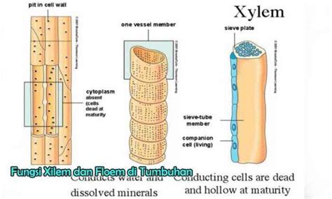 7 Fungsi Xilem Dan Floem Di Tumbuhan Terlengkap