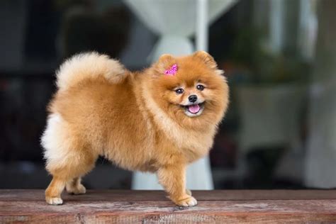 Spitz Alemão 200 nomes para chamar um cachorro da raça Lulu da