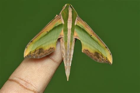Green Hawk Moth Project Noah