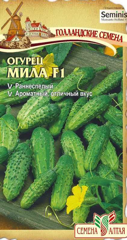 Огурец Мила: описание и характеристики сорта, правила посадки и ...