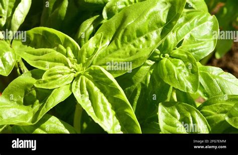 Basil spice Stock Videos & Footage - HD and 4K Video Clips - Alamy