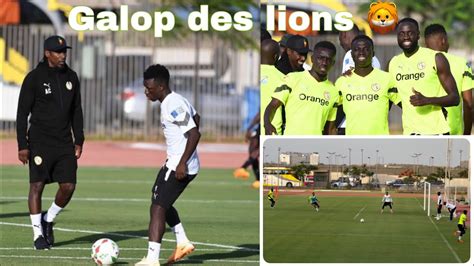 Galop Des Lions Travail Efficacit Devant Les Buts Pape