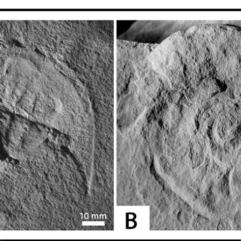 Selected fossils from the calcareous siltstone unit of the Thaynes ...