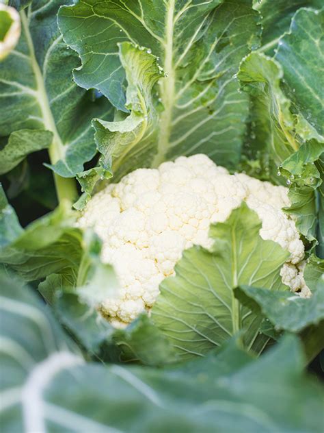 How To Grow Cauliflower In Your Garden