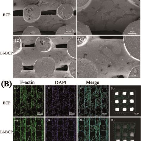 A SEM Images After Culturing MBMSCs On 3D Plotting BCP And Li BCP