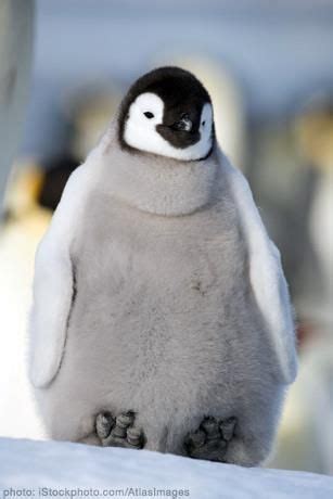 Fat things make me smile