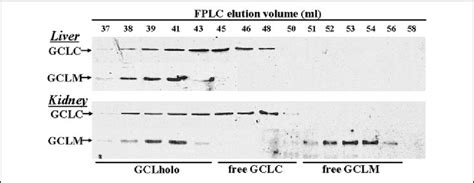 separation  gclholo gclc  gclm  liver  kidney cytosol