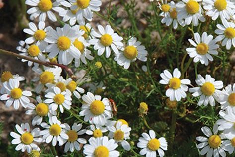 Camomile seeds 087 non gmo camomile seedsgreek camomile | Etsy