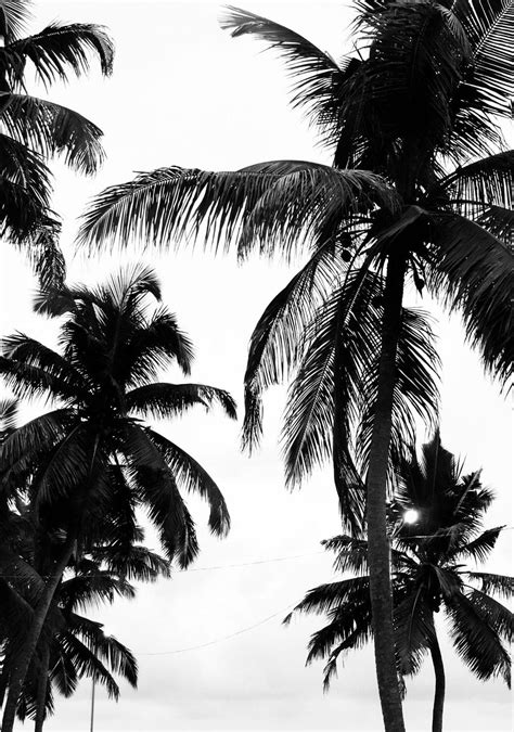 Black And White Palm Tree Wallpapers Top Free Black And White Palm