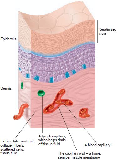 Human Physiology Epithelial Tissue