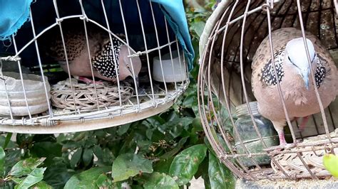 Cu gay vinh long Ranh quay chim nha cua ong Tía vợ YouTube