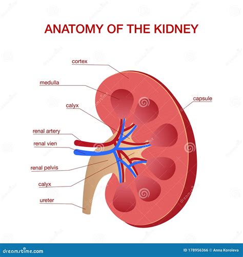 Kidney Anatomy Cross Section Infographic Diagram Stock Illustration ...