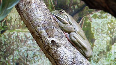 WHITE-LIPPED TREE FROG – Wildlife Mountain Australia