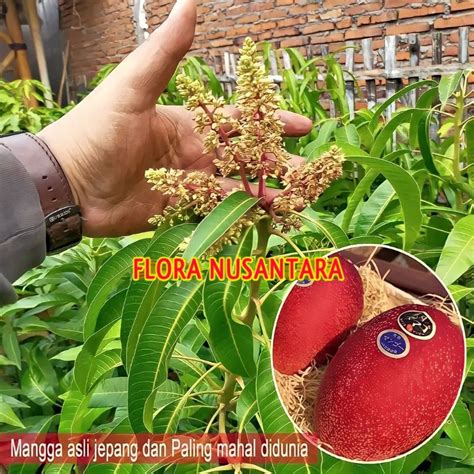 Jual Bibit Mangga Miyazaki Jepang Red Asli Bisa Berbuah Dipot Shopee