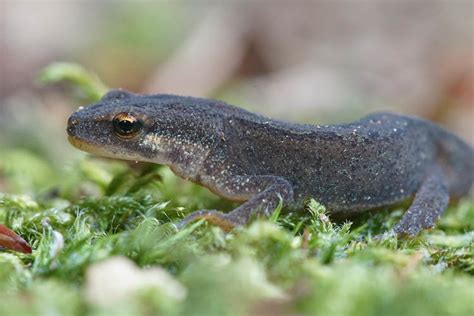 Flickriver: Photos tagged with amfibien