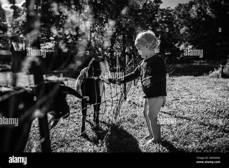 Girl With Pygmy Goats Black And White Stock Photos And Images Alamy