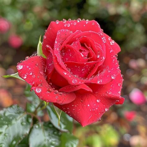 page  roza khutor images    freepik