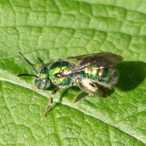 Texas Striped Sweat Bee Agapostemon Texanus Insects Of Iowa