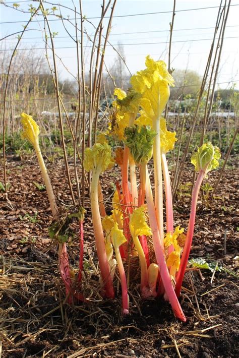 How To Grow Rhubarb And Use Rhubarb Features Jamie Oliver Growing