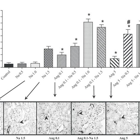 α Smooth Muscle Actin α Sma Immunostaining In The Renal Cortex