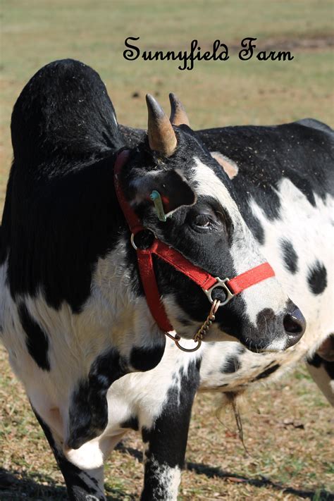 Sunnyfield Farm Zebu