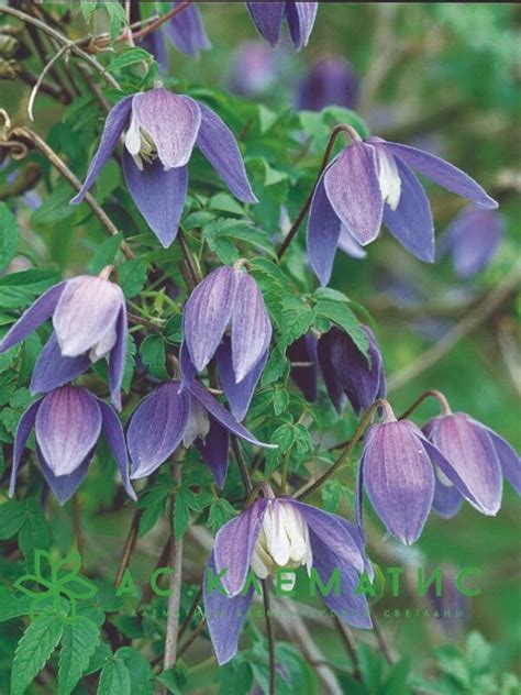 Купить Клематис Памела Жакман (Pamela Jackman) — АС-Клематис