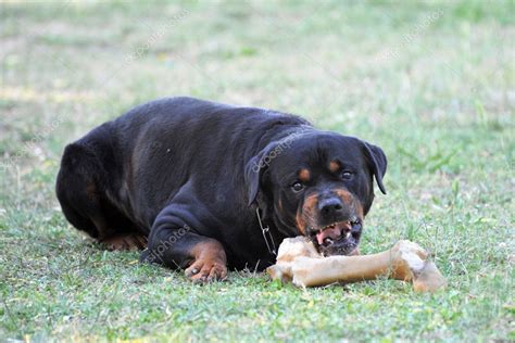 Angry rottweiler puppy | Angry rottweiler — Stock Photo © cynoclub #5755758