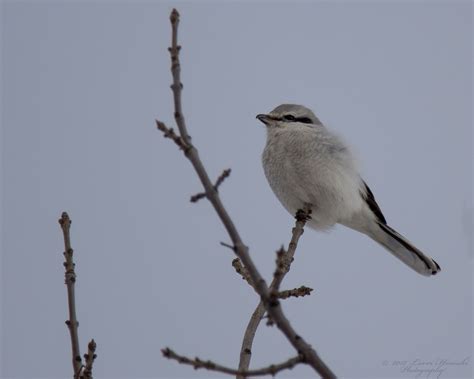 Loggerhead Shrike vs Northern Shrike | Badgerland Birding