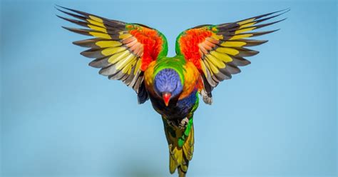 Dimples 100 Names Of African Birds In Lubukusu