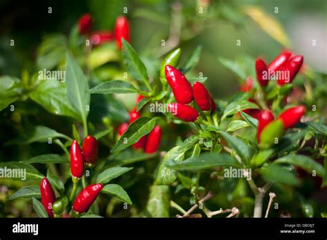 Red Hot Chili Peppers Capsicum Annuum On The Plant Growing In A Green Organic Vegetable