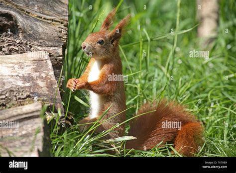 Eurasian Red Squirrel Stock Photo Alamy