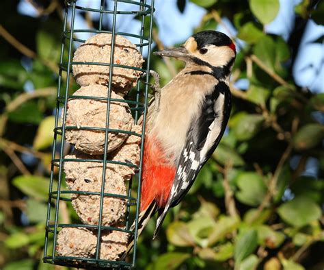 14 Must See Photos Of Woodpeckers In Their Natural Habitat
