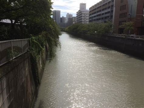 Meguro River Tokyo 2019 All You Need To Know Before You Go With