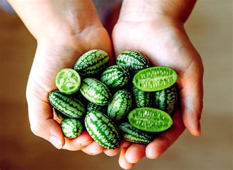 Semillas cucamelon Descubre cómo cultivar y disfrutar de esta exótica