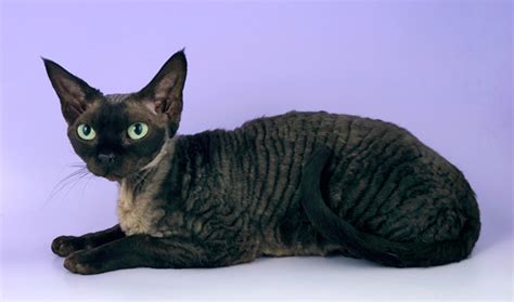 devon rex cat breed information vetstreet vetstreet
