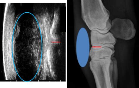 michael porter equine veterinarian fibrosarcoma   horse