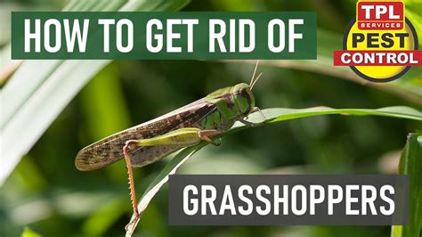 How To Get Rid Of Grasshoppers And Prevent Infestations 2022 Youtube