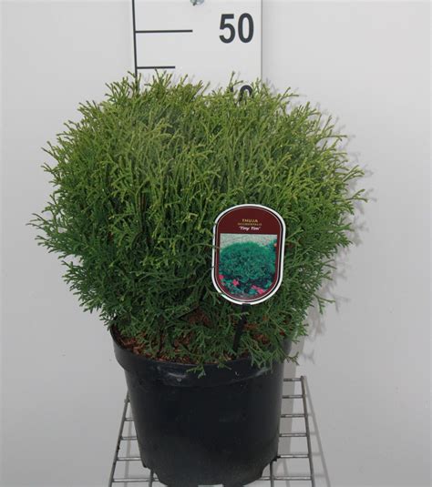 Thuja occidentalis 'Tiny Tim' - pot - 20-30 cm