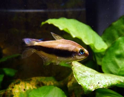 Kaisersalmler Nematobrycon Palmeri Im Aquarium