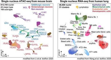 Single Cell Epigenomics Services